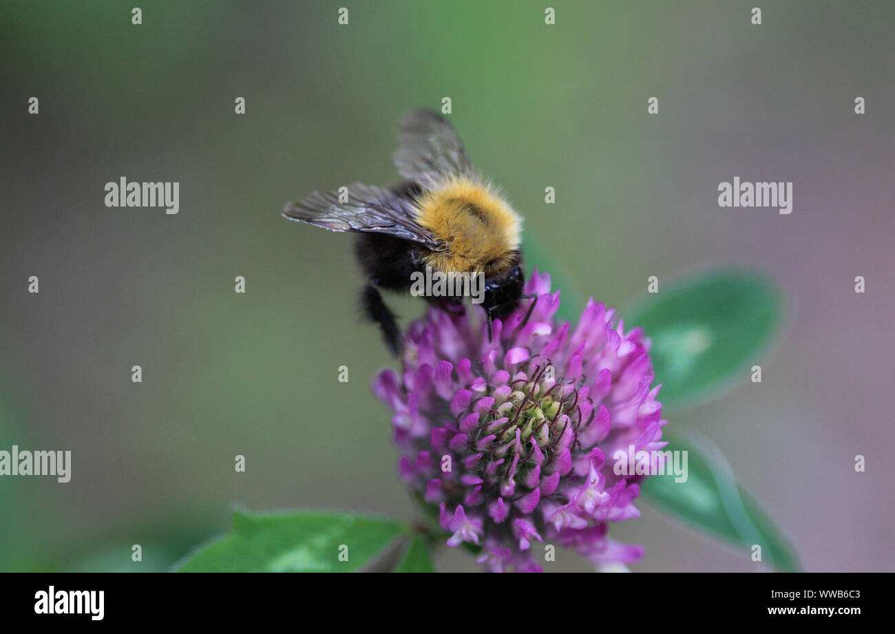 Cerca de Bombus pascuorum bumblebee, common carda de abeja en flor Foto de stock