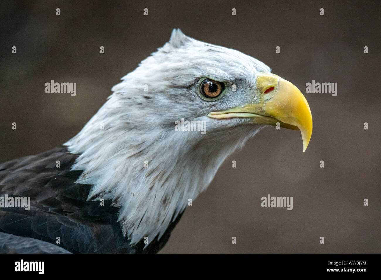 Nueva York, Estados Unidos, 14 de septiembre de 2019. Un águila calva (Haliaeetus leucocephalus) aparece en el Raptor Fest evento anual organizado por el CIT de Nueva York Foto de stock