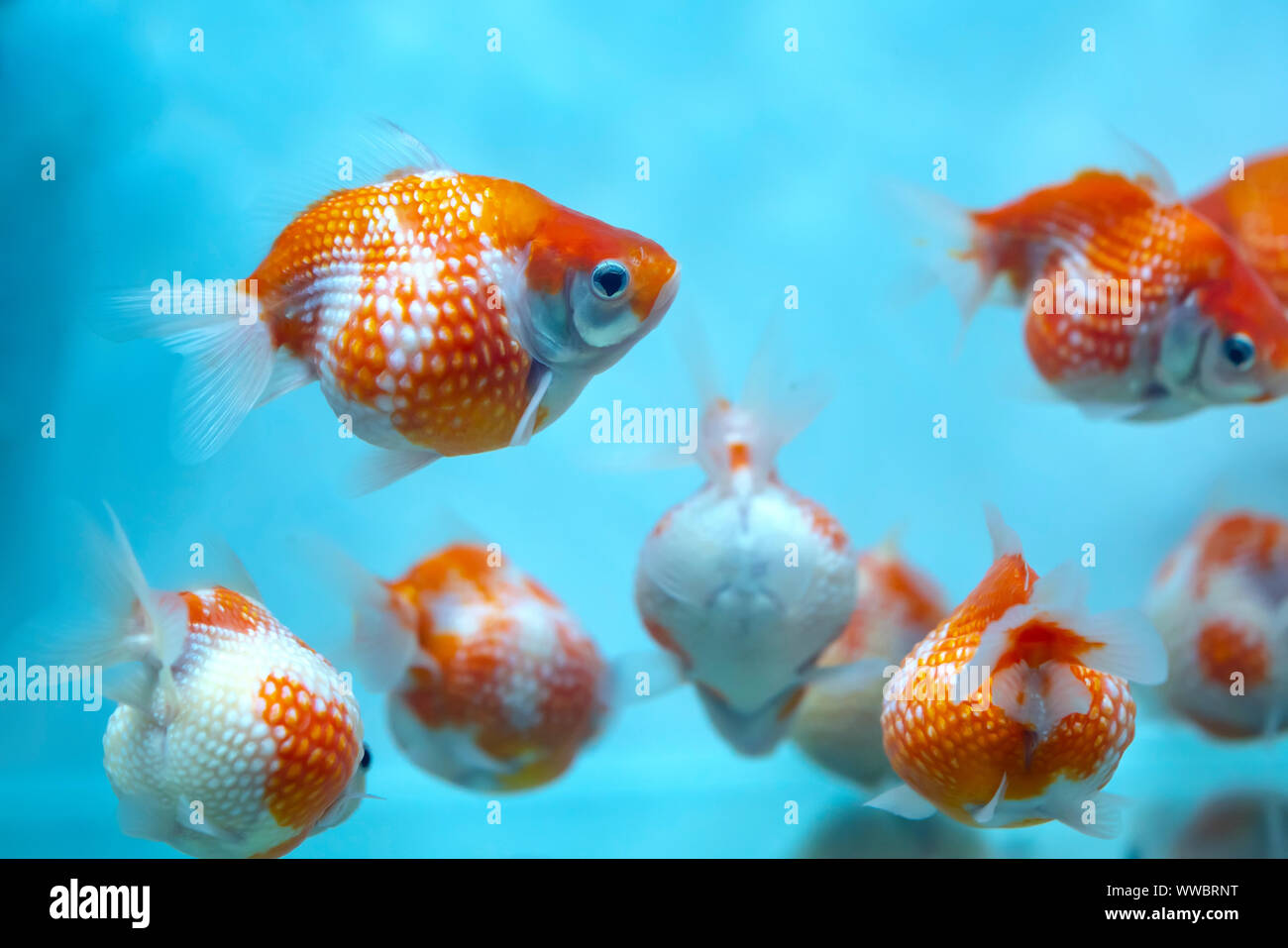 Colorido Goldfish pingpong en el acuario. Esta es una especie de peces  ornamentales para decorar en la casa Fotografía de stock - Alamy