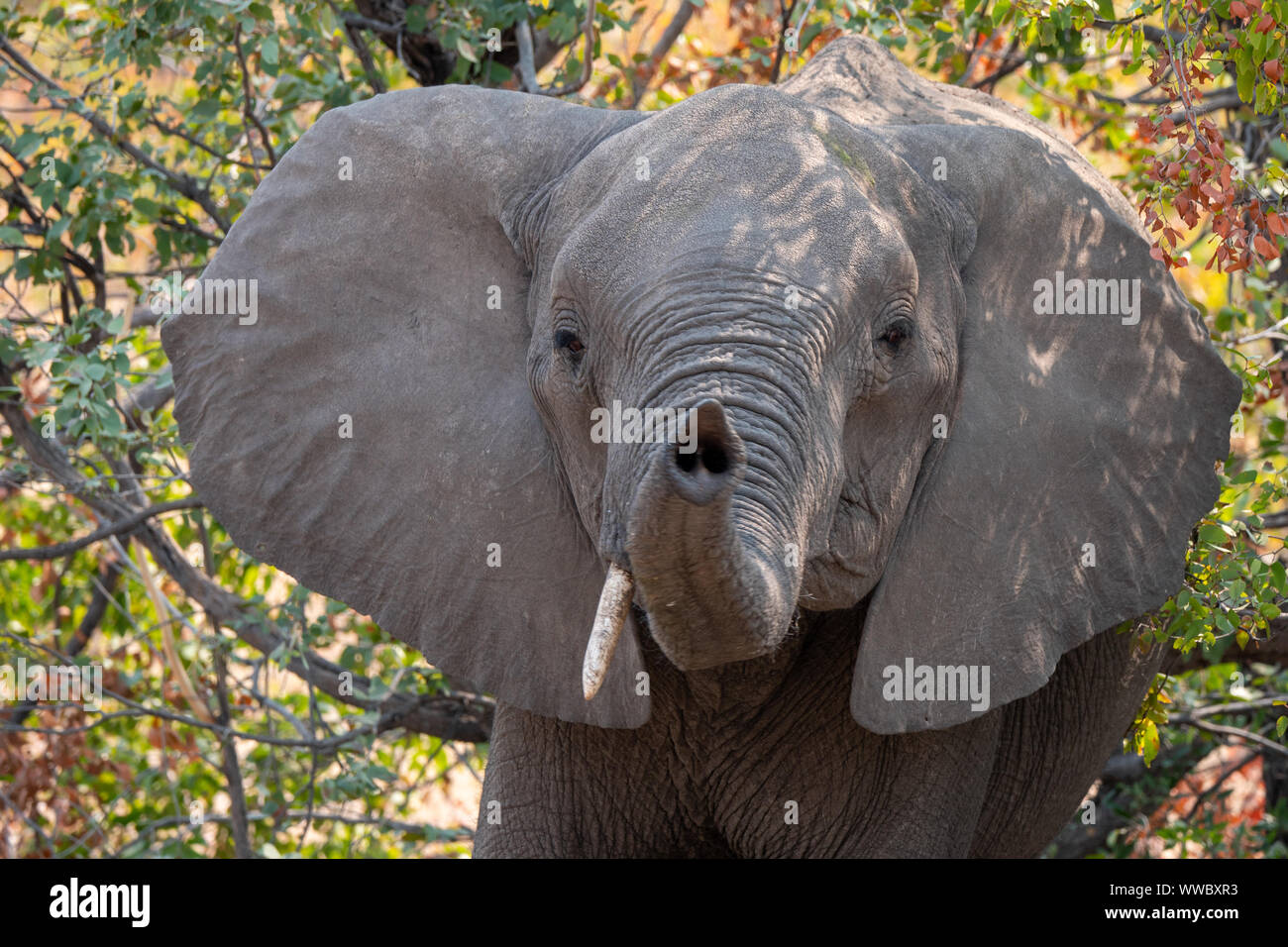 Elefante Africano, con el tronco erguido, gracioso, divertido y juguetón, Moremi Game Reserve, el delta del Okavango, Botswana Foto de stock