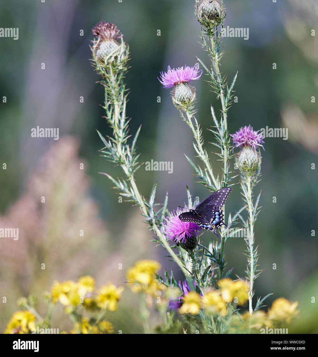 Especie de mariposa wildflower Foto de stock