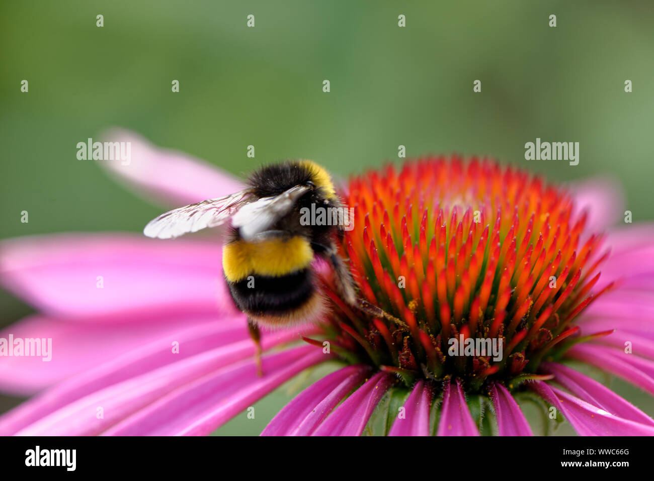 Abeja de miel europea sobre la flor. Las flores proporcionan las abejas