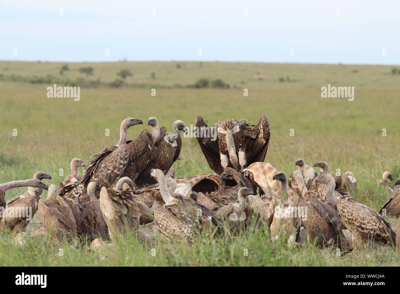 Los buitres alimentándose de un cadáver, el Parque Nacional de Masai Mara, Kenya. Foto de stock