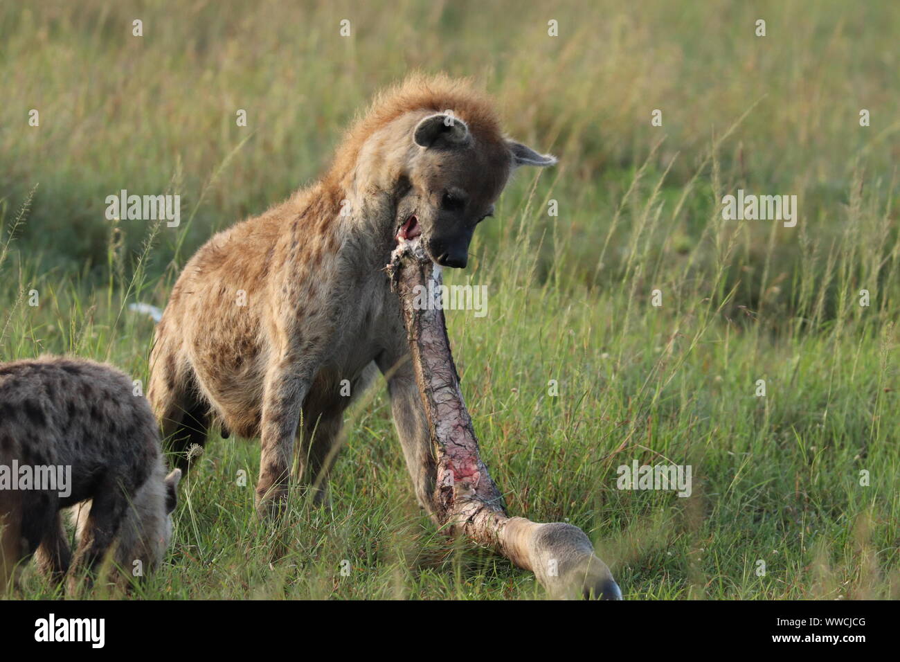Spotted Hyena alimentándose de huesos, el Parque Nacional de Masai Mara, Kenya. Foto de stock