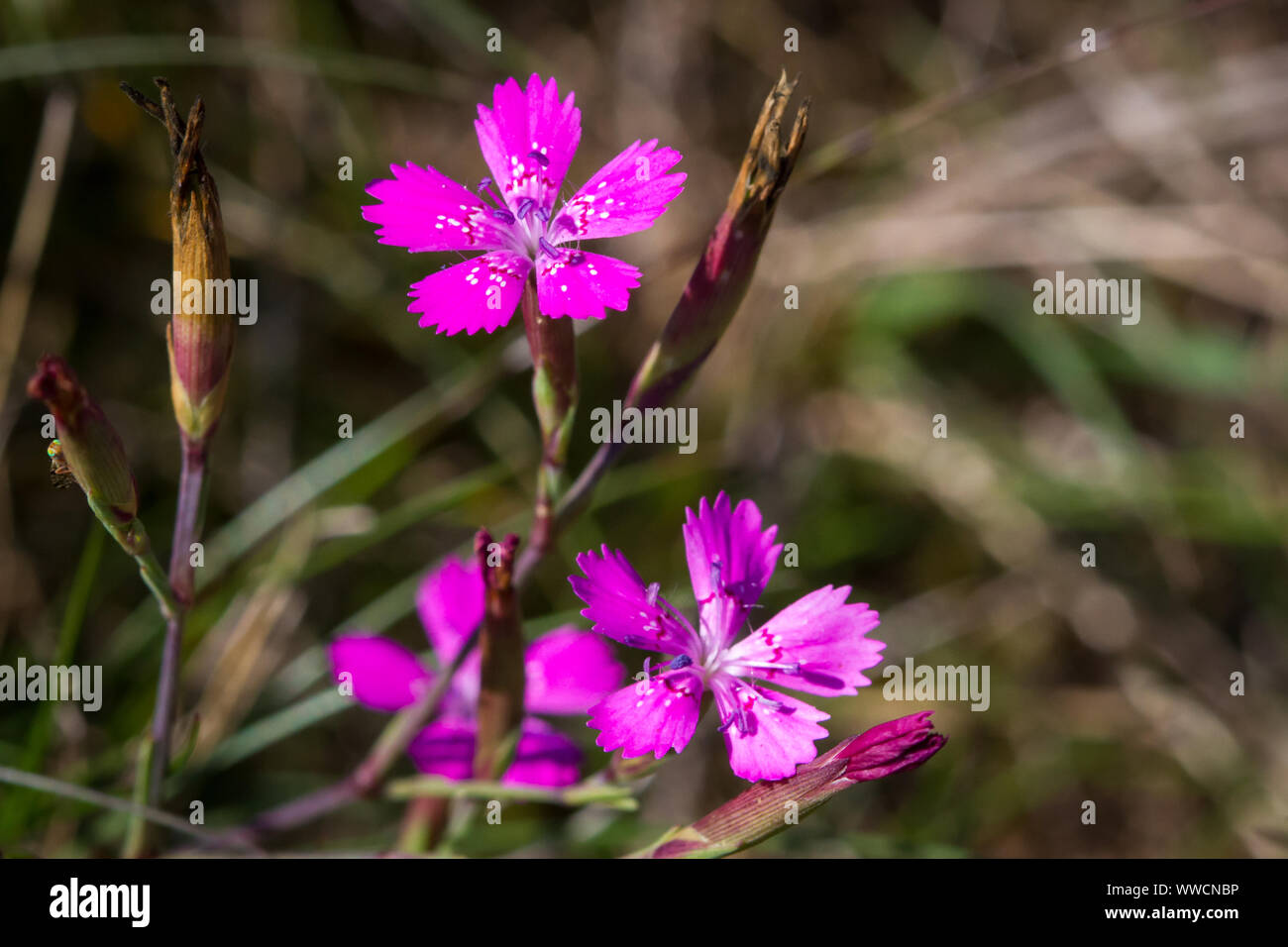 Dianthus carthusianorum cartujo (rosa) Foto de stock