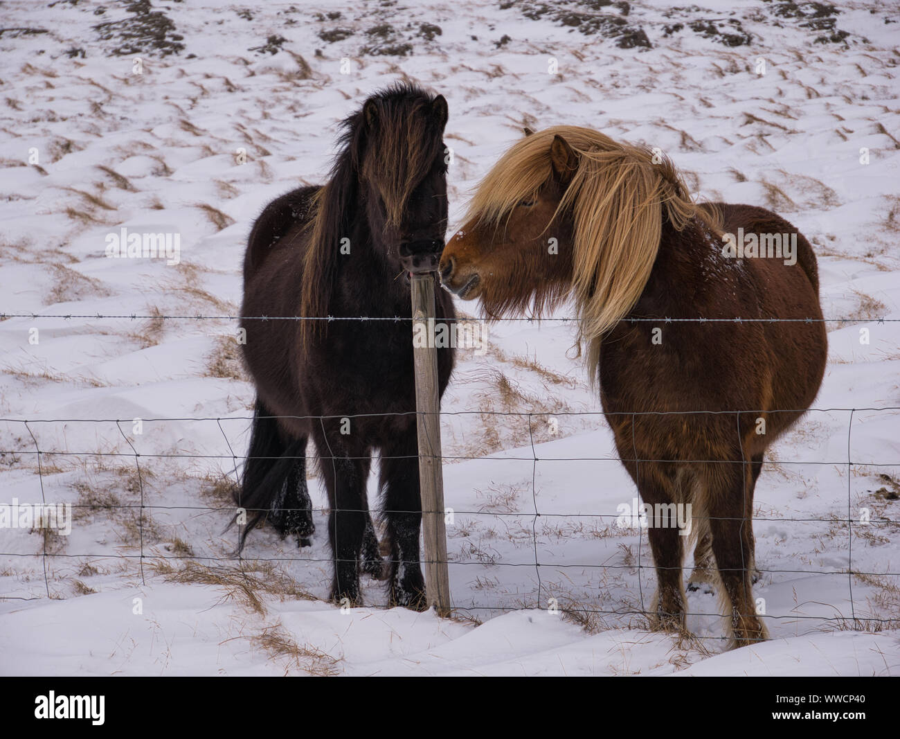 Dos ponis islandeses marrón en la valla de alambre de espino en Islandia en marzo Foto de stock