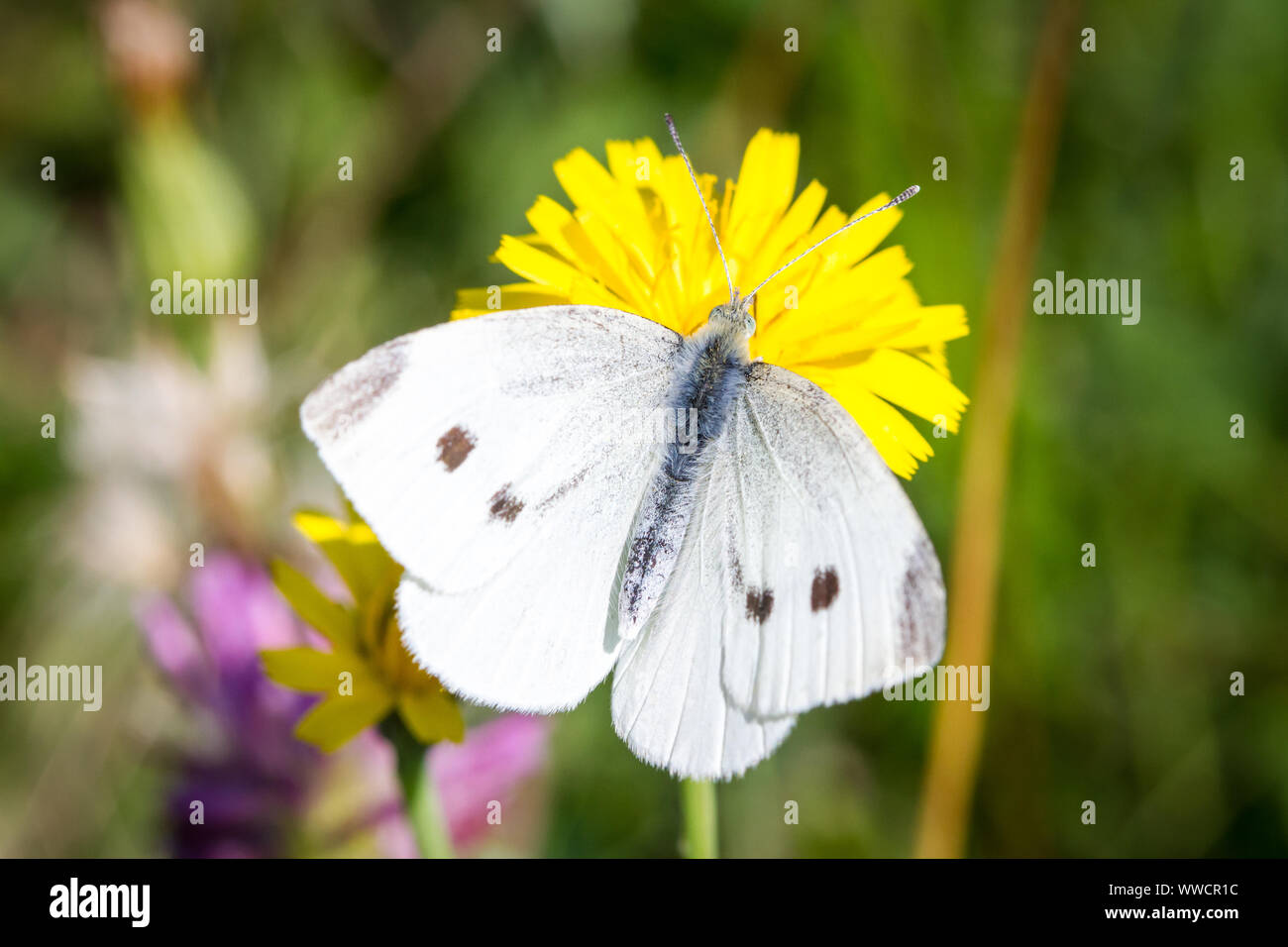 Lepidoptera Pieris brassicae (repollo grande white butterfly / Schmetterling Großer Kohlweißling) alimentándose de una flor amarilla Foto de stock