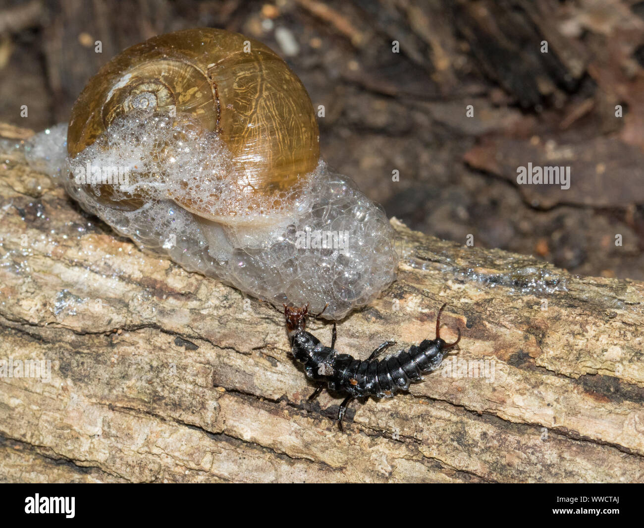 Una larva del escarabajo de tierra atacando a un caracol. Foto de stock