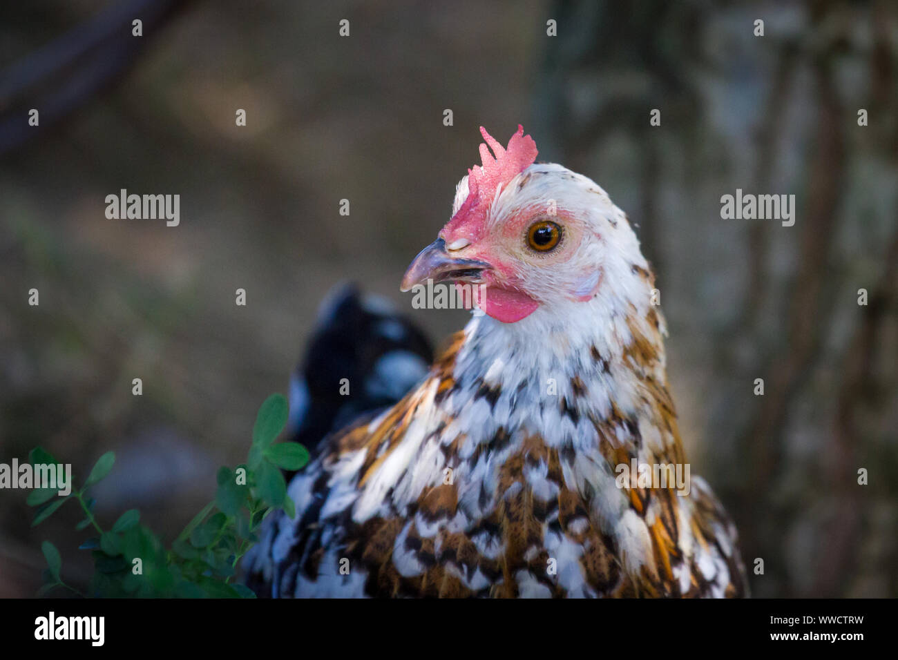 Stoapiperl/ Steinhendl, moteadas de gallina - una raza de pollo críticamente amenazadas de Austria Foto de stock