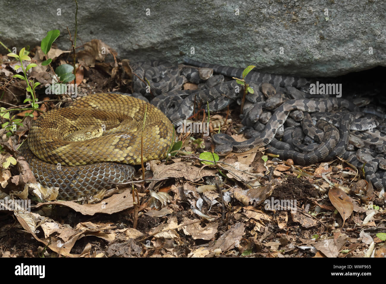 La serpiente de cascabel del bosque (Crotalus horridus), las hembras adultas y jóvenes recién nacido, Pennsylvania, hembras grávidas la serpiente de cascabel del bosque se reúnan en maternit Foto de stock