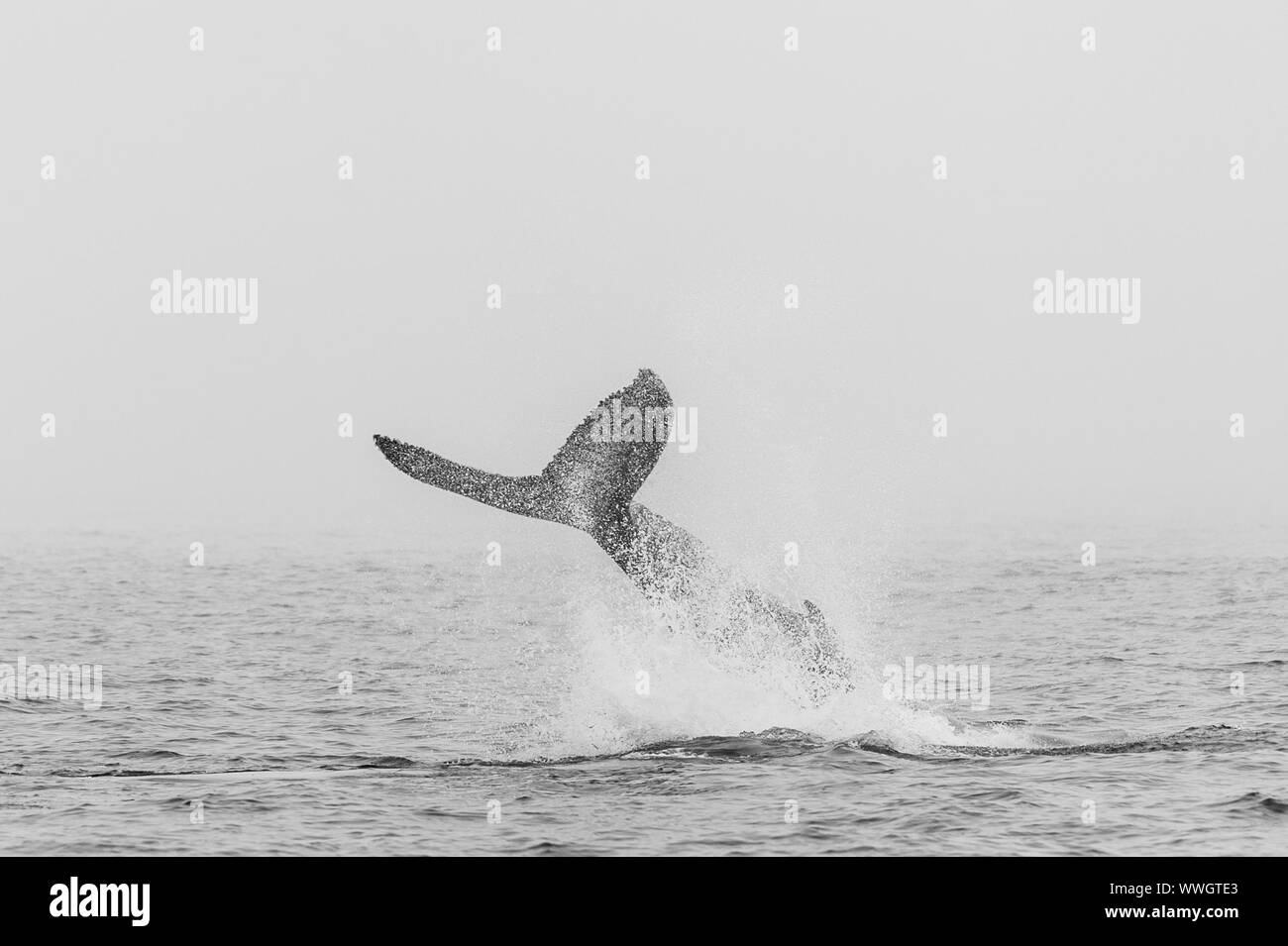 La cola de una ballena jorobada (Megaptera novaeangliae- que emergen de la superficie del océano, cerca de Walvis Bay (Namibia). Foto de stock
