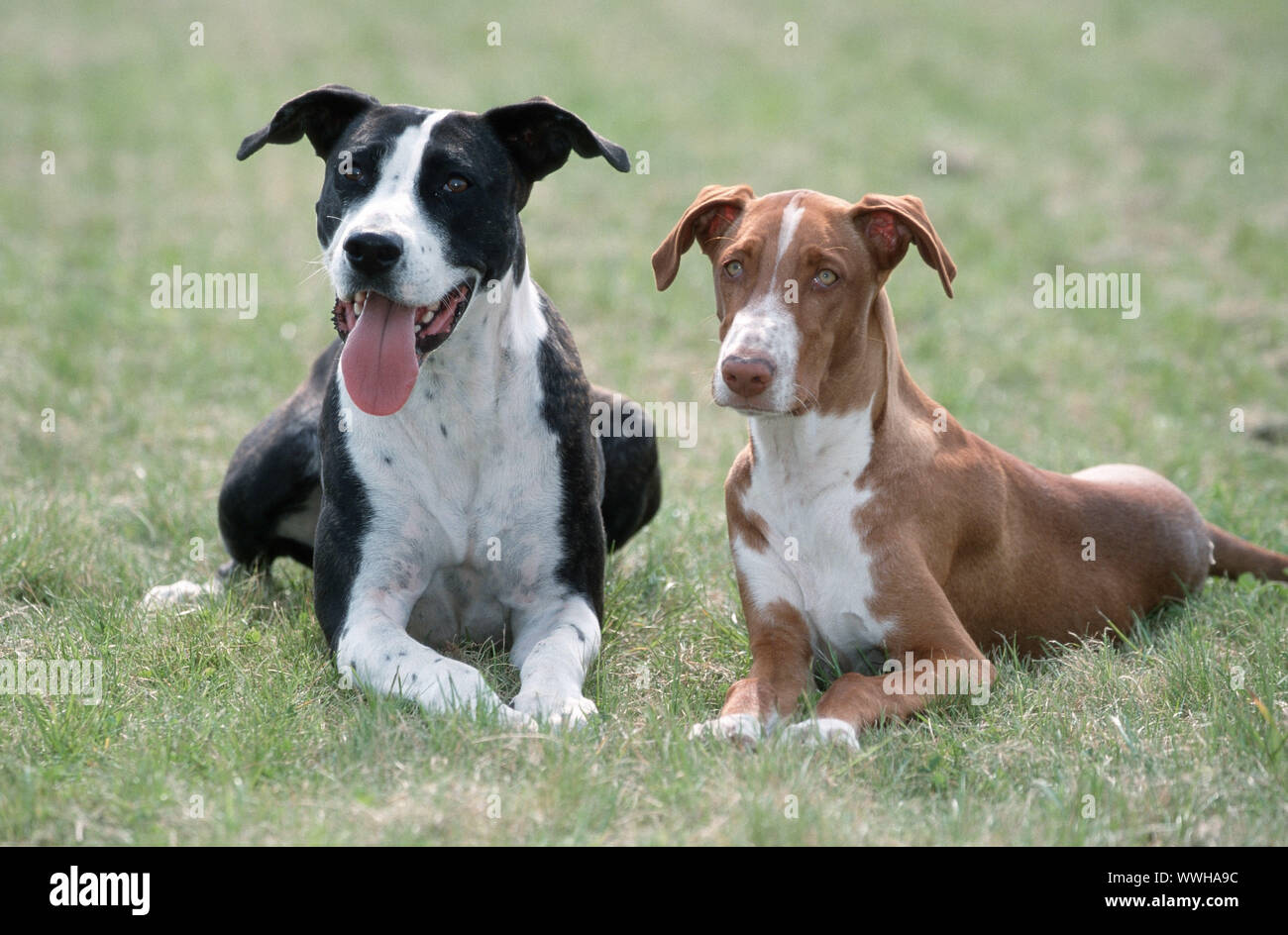 Perro de raza mixta / podenco canario / Mischlingshund Fotografía de stock  - Alamy