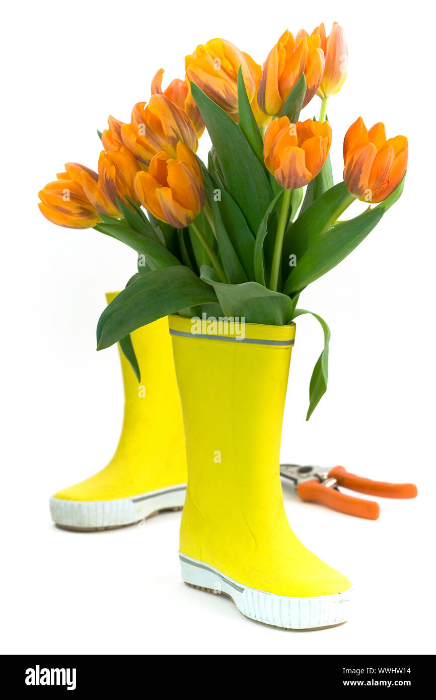 Poca lluvia botas y tulipanes frescos Foto de stock