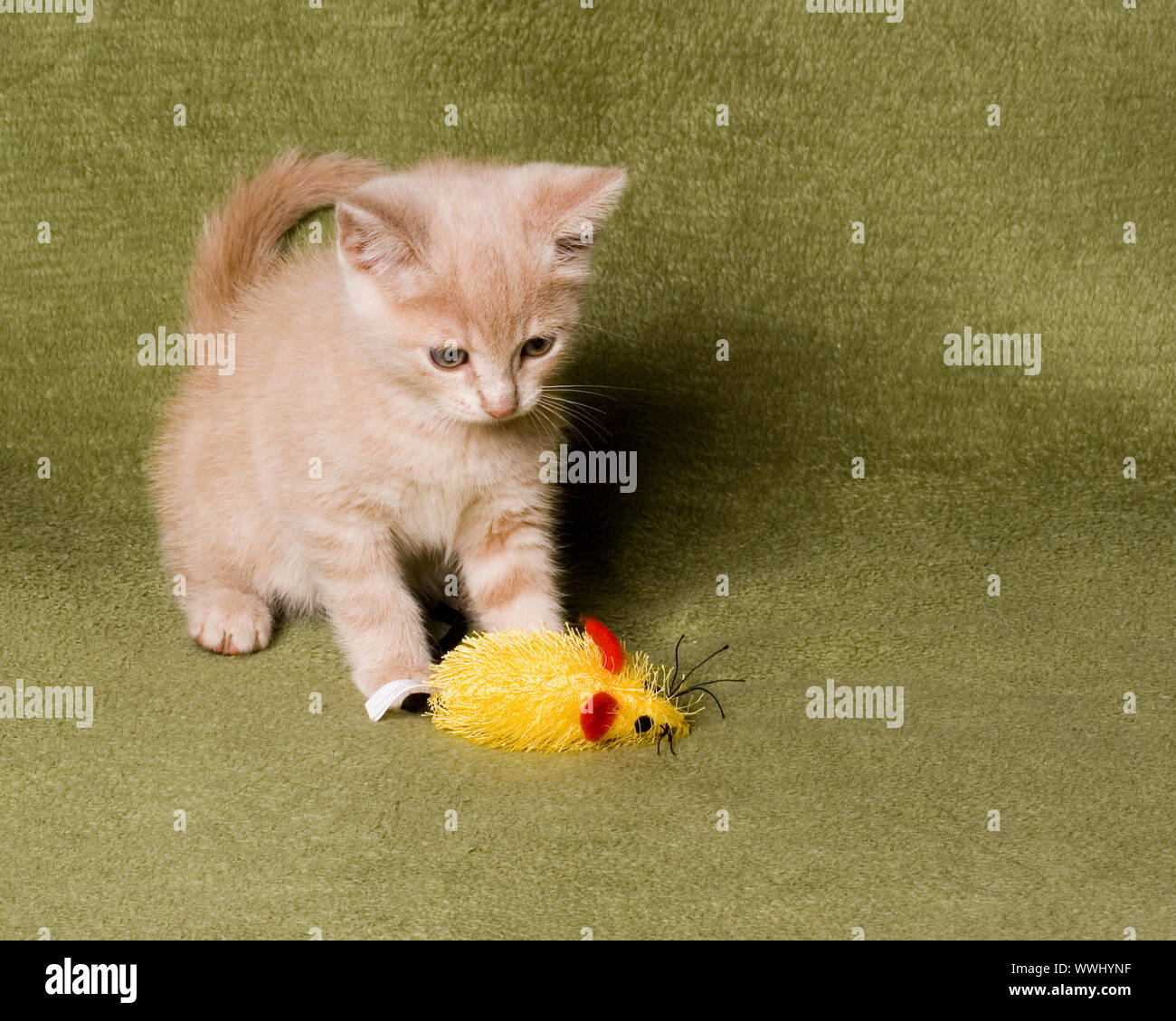 Lindo gatito jugando con su ratón de juguete Foto de stock