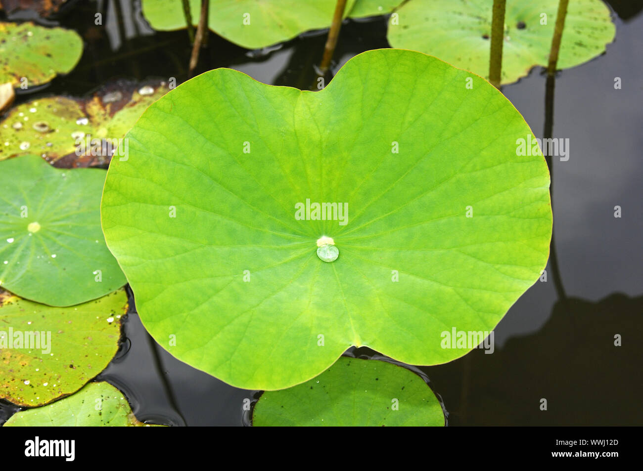 Efecto de loto de agua fotografías e imágenes de alta resolución Alamy