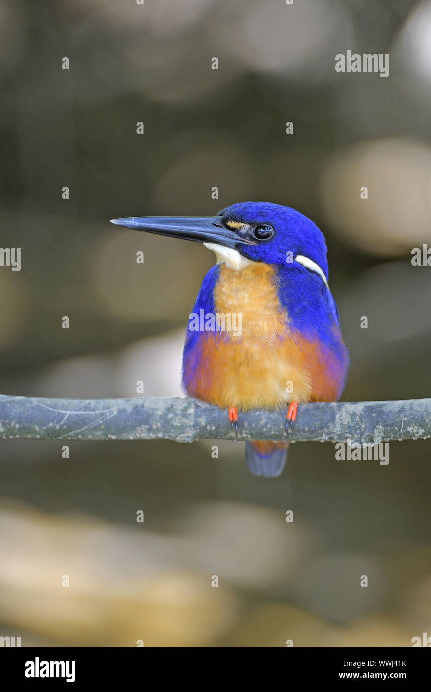 Alcedo azureus, Queensland, Australia Foto de stock