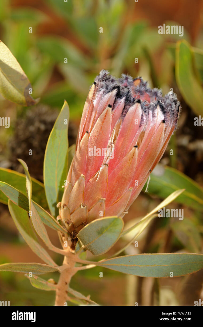 Protea laurifolia, Sudáfrica Foto de stock