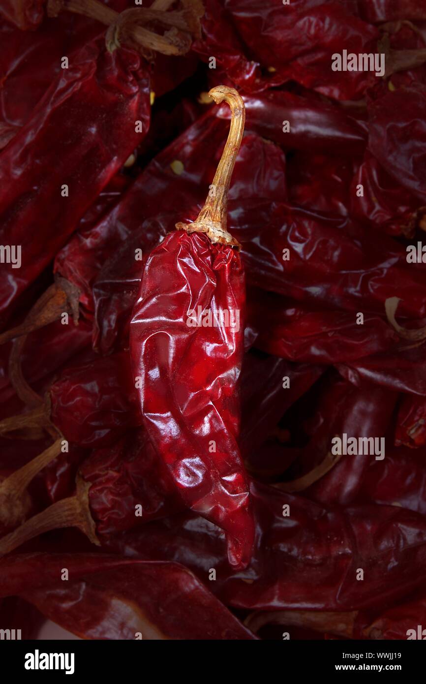 Chile guajillo Acacia berlandieri pimiento seco de méxico Fotografía de