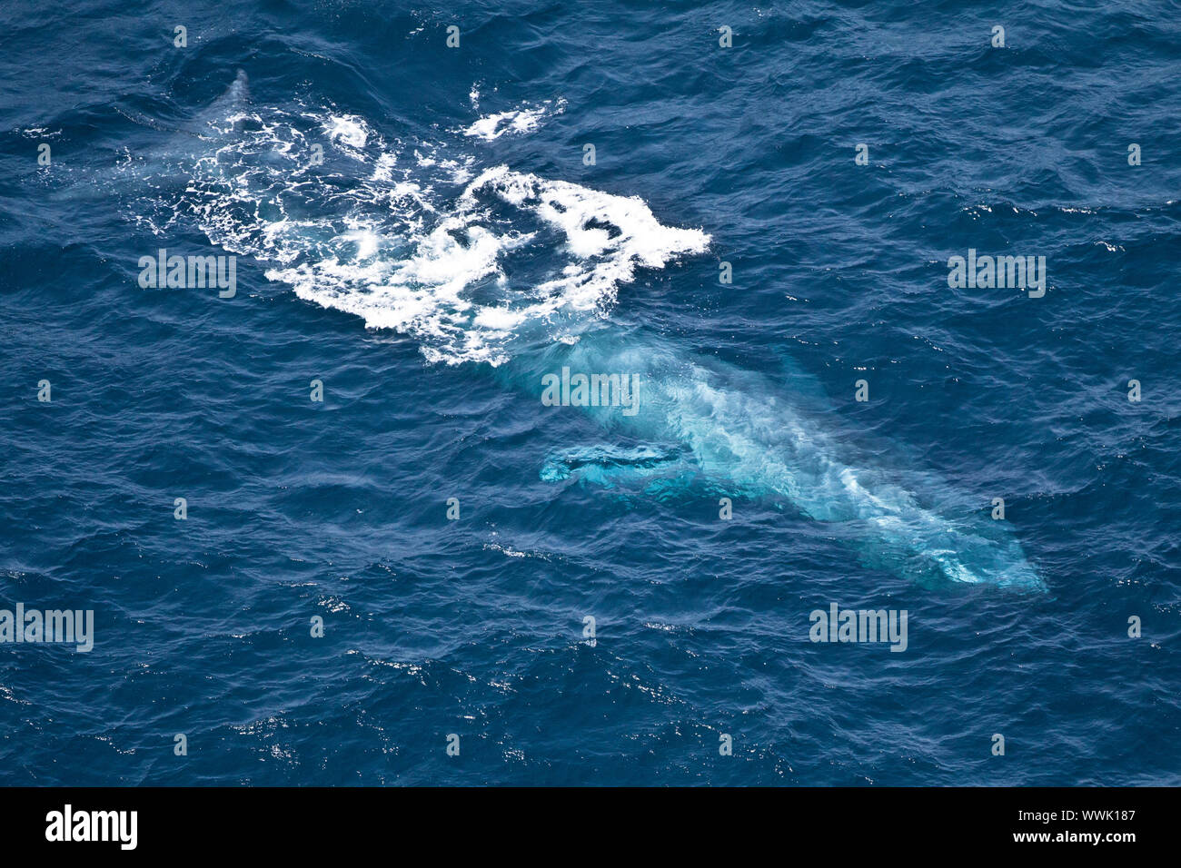 La ballena gris, la Ballena, Vista aérea, Graywhale Foto de stock