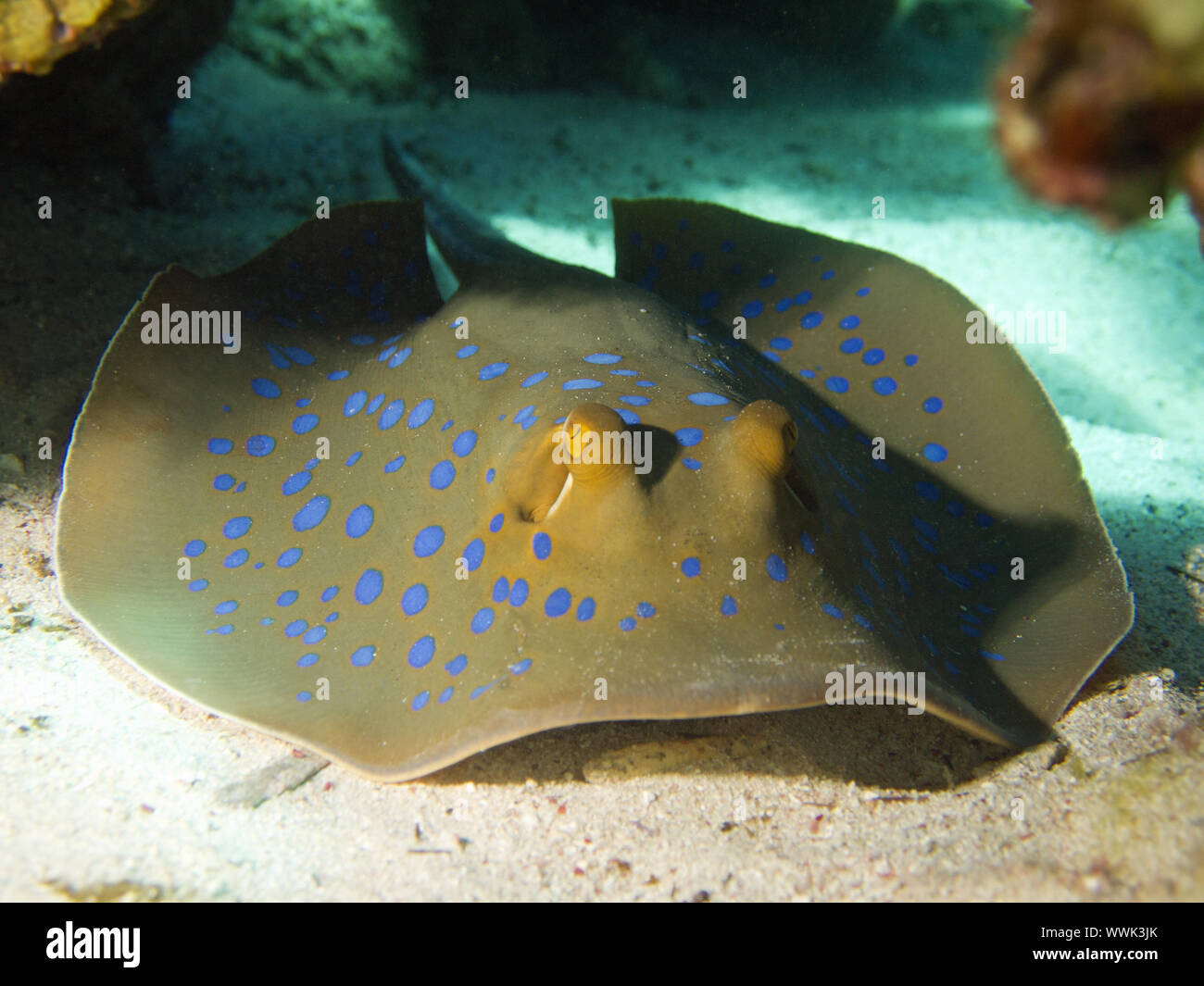 Bluespotted ribbontail ray Foto de stock