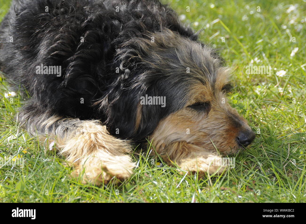 perro hembra Foto de stock