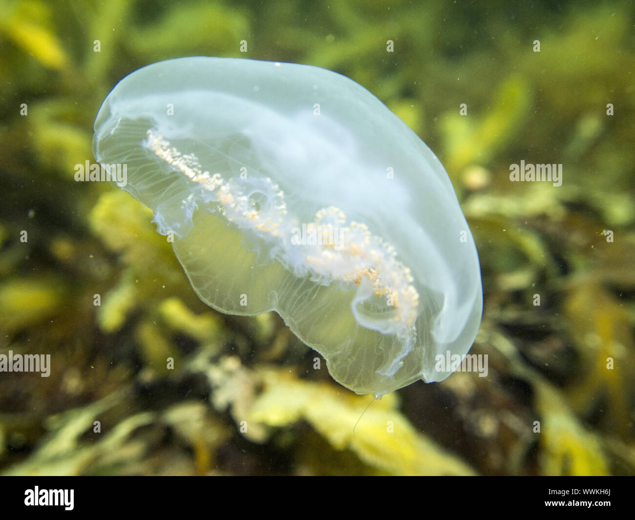 La medusa común Foto de stock