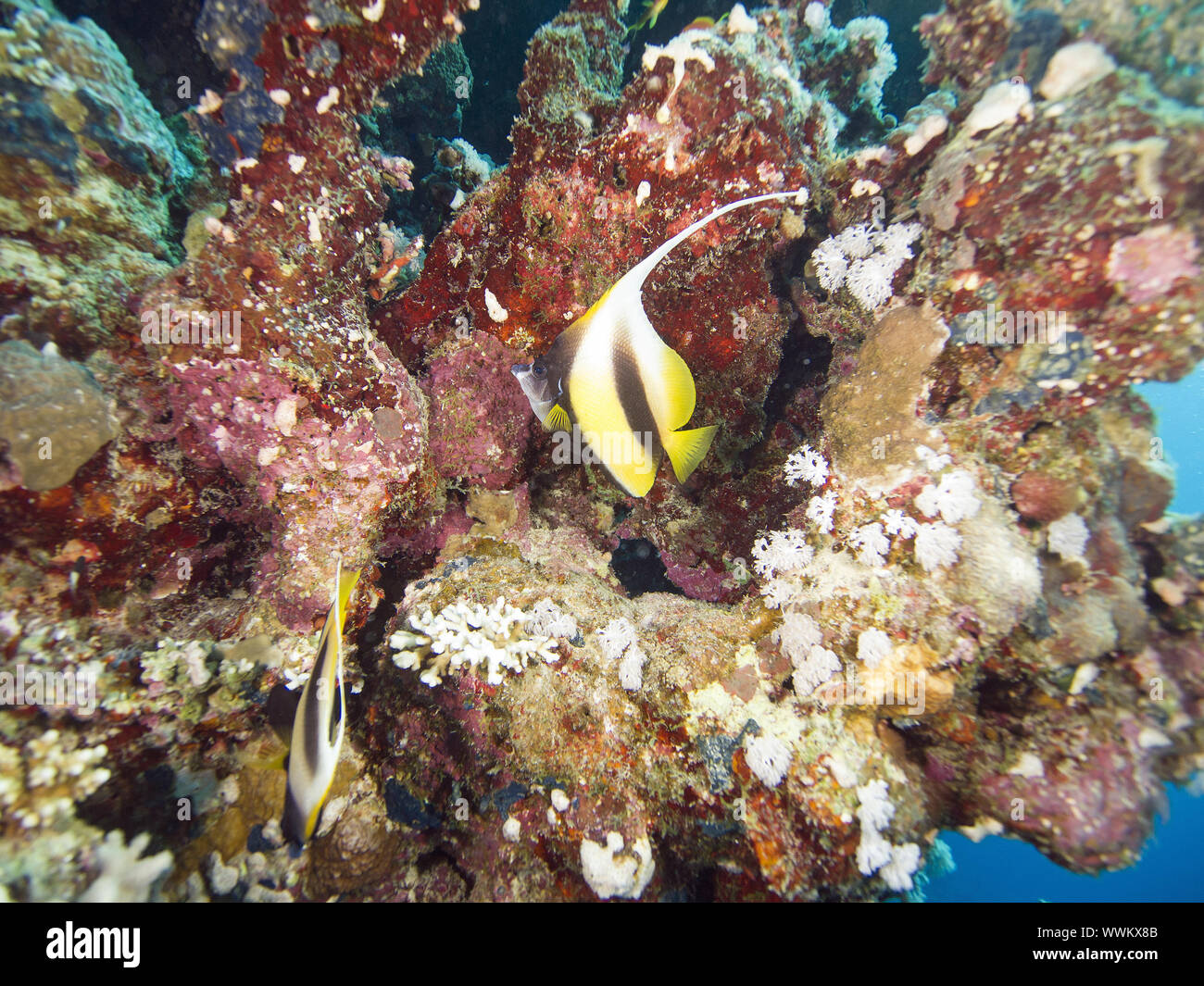 Mar Rojo bannerfish Foto de stock
