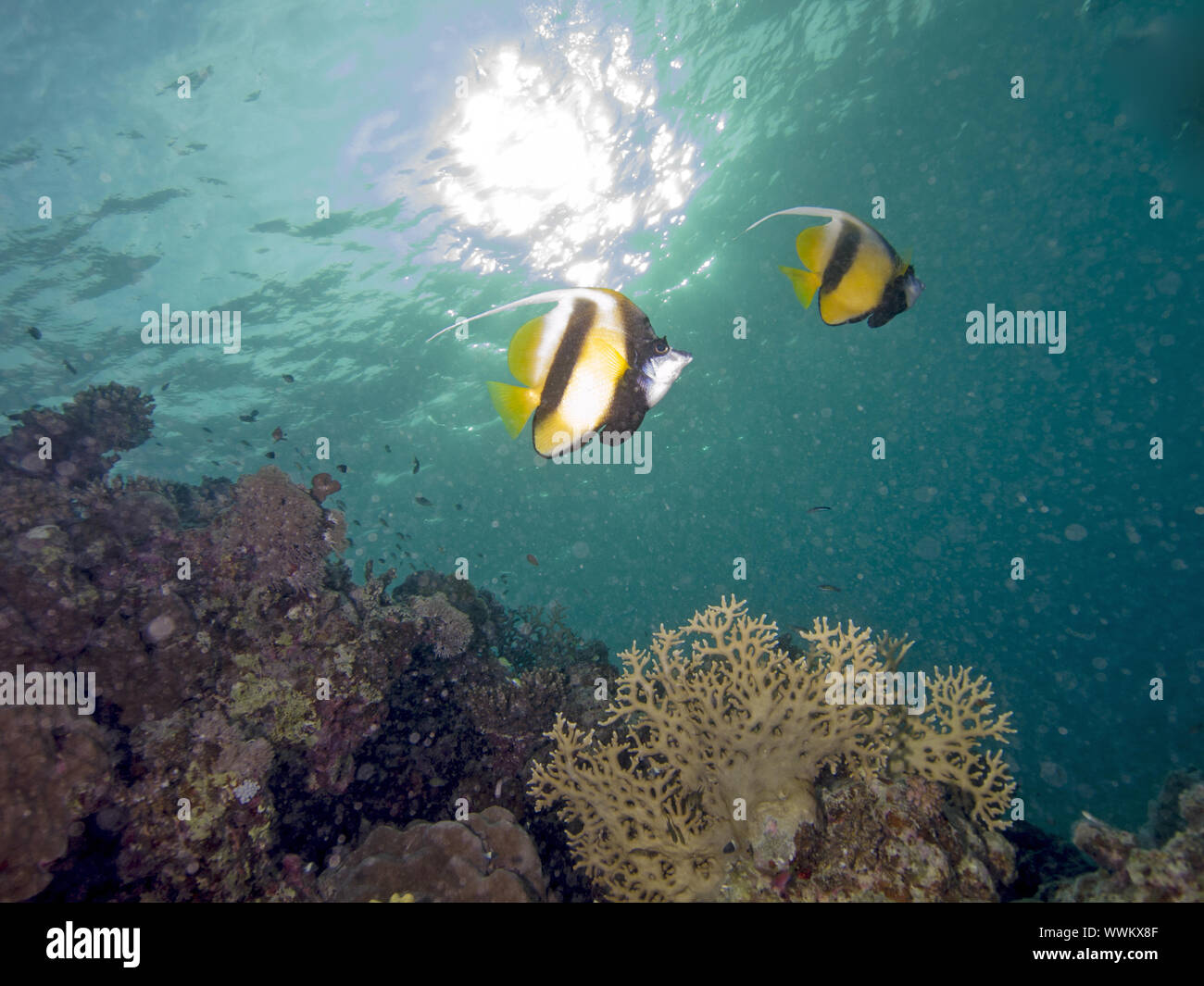 Mar Rojo bannerfish Foto de stock