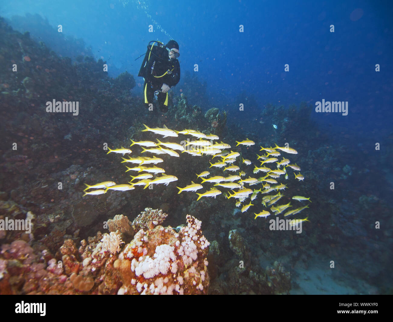 Goatfishes con los buceadores en el fondo Foto de stock