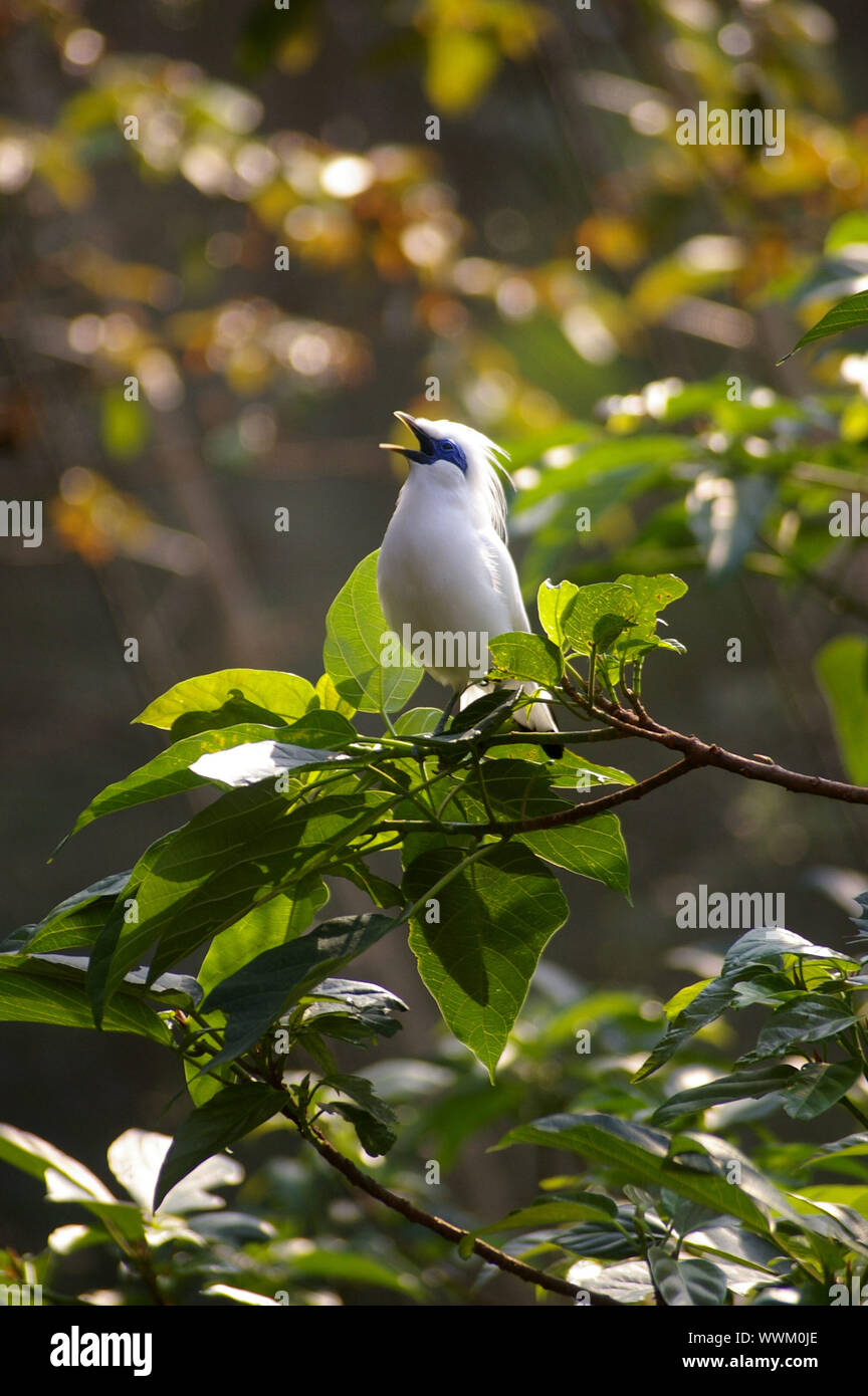Cantando en el árbol de aves Foto de stock