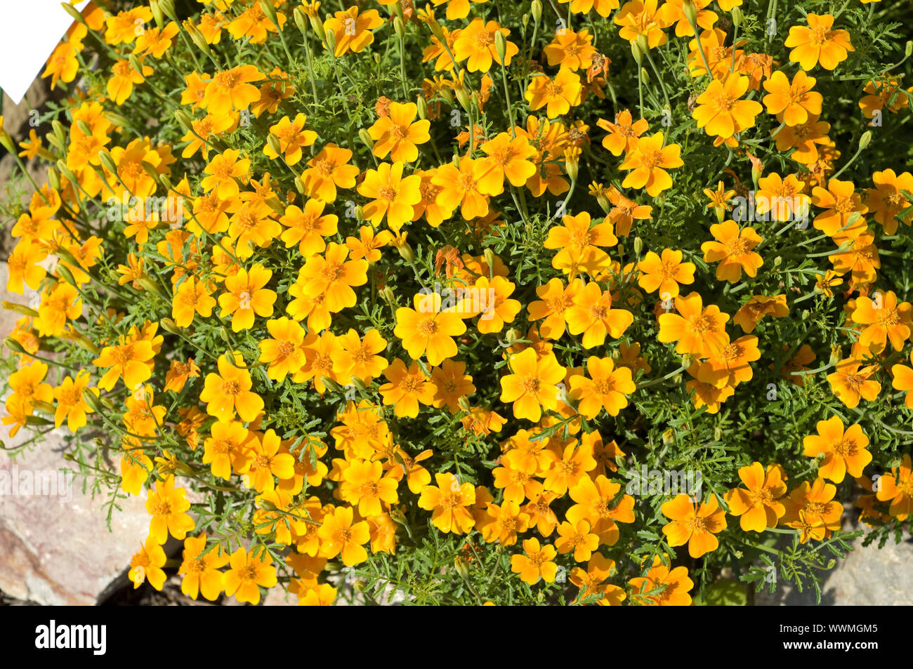 Etiqueta de especias, marigold tenuifolia Foto de stock