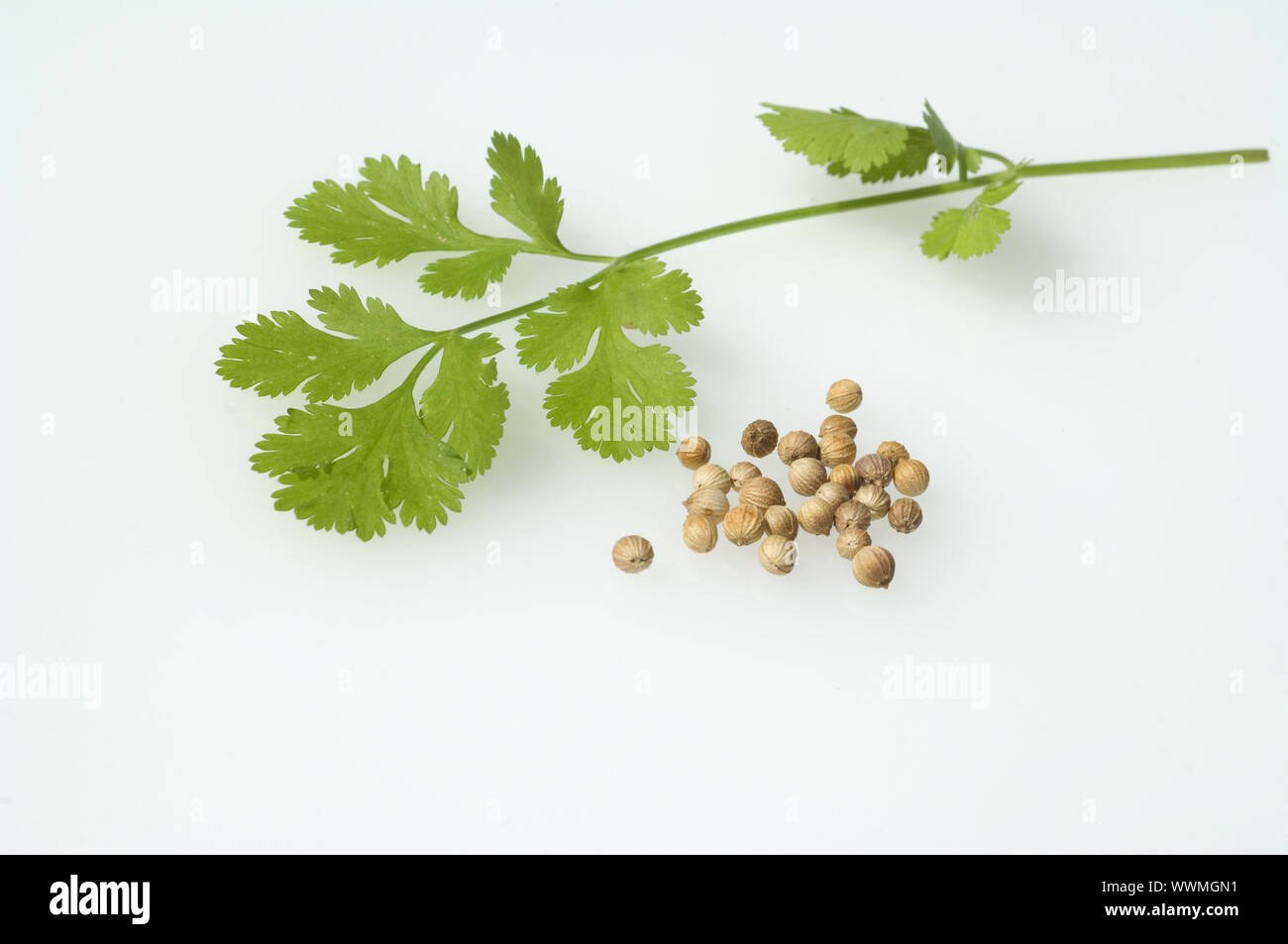 Hojas, semillas de cilantro Coriandrum sativum Foto de stock