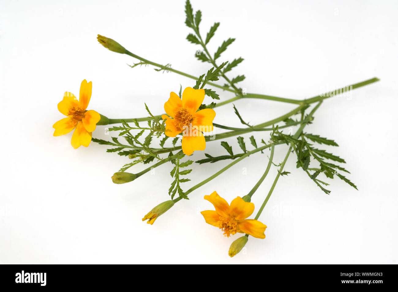 Etiqueta de especias, marigold tenuifolia Foto de stock