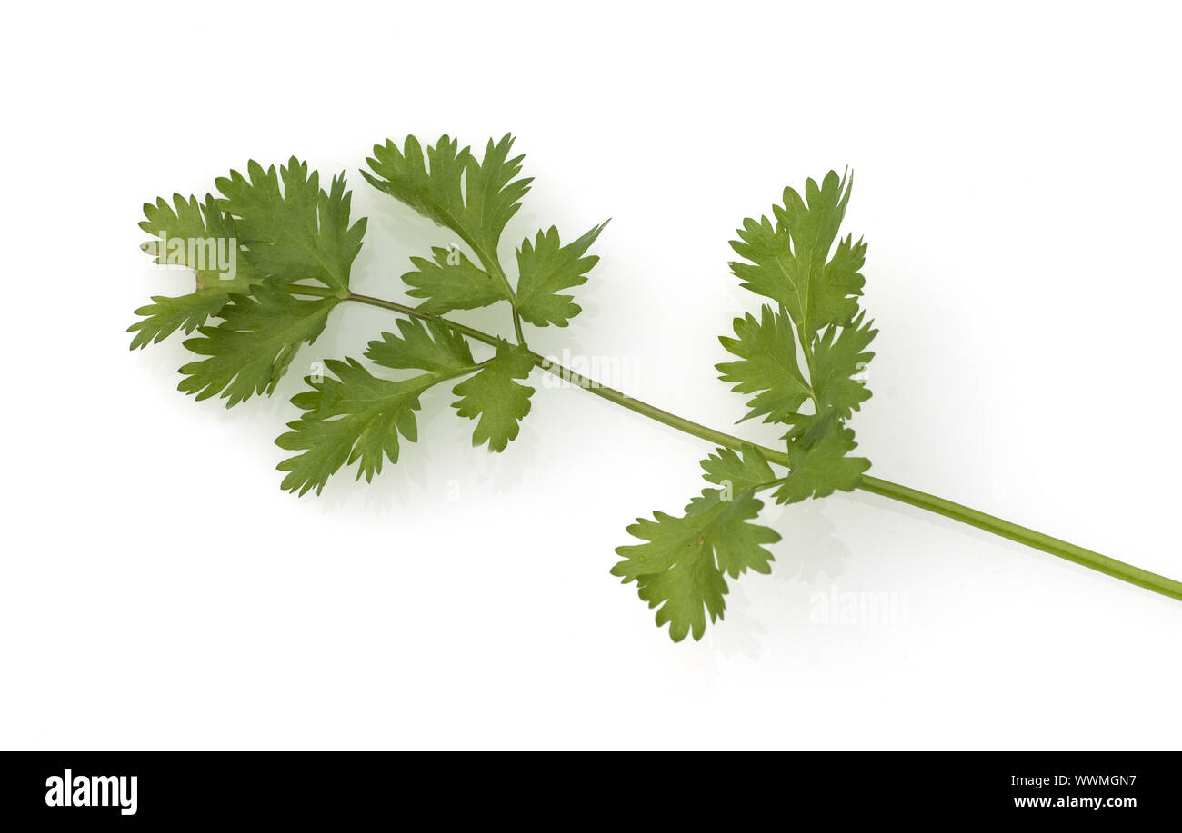 Hojas de cilantro, cilantro Coriandrum sativum Foto de stock