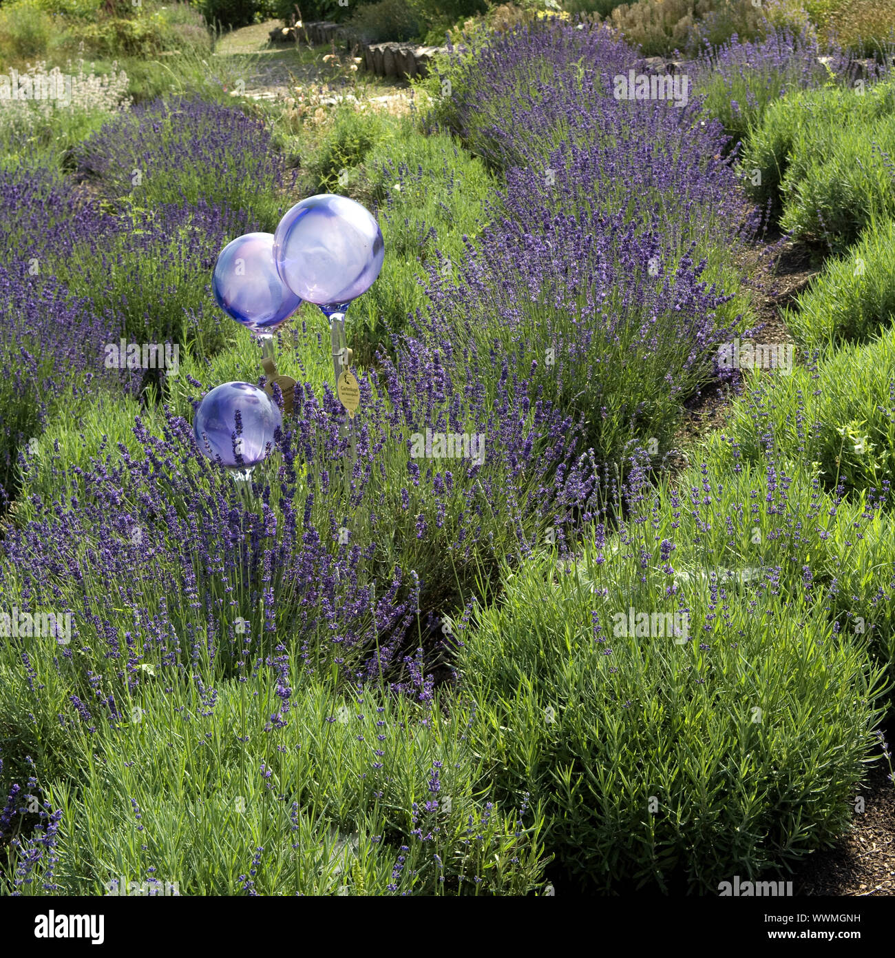 Lavendel, Lavendula, Hidcote azul Foto de stock