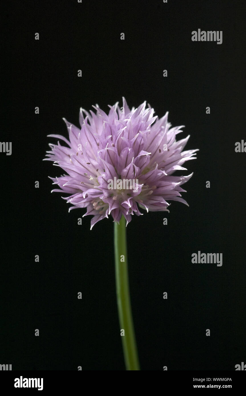 Flores, cebollino Allium schoenoprasum, Foto de stock
