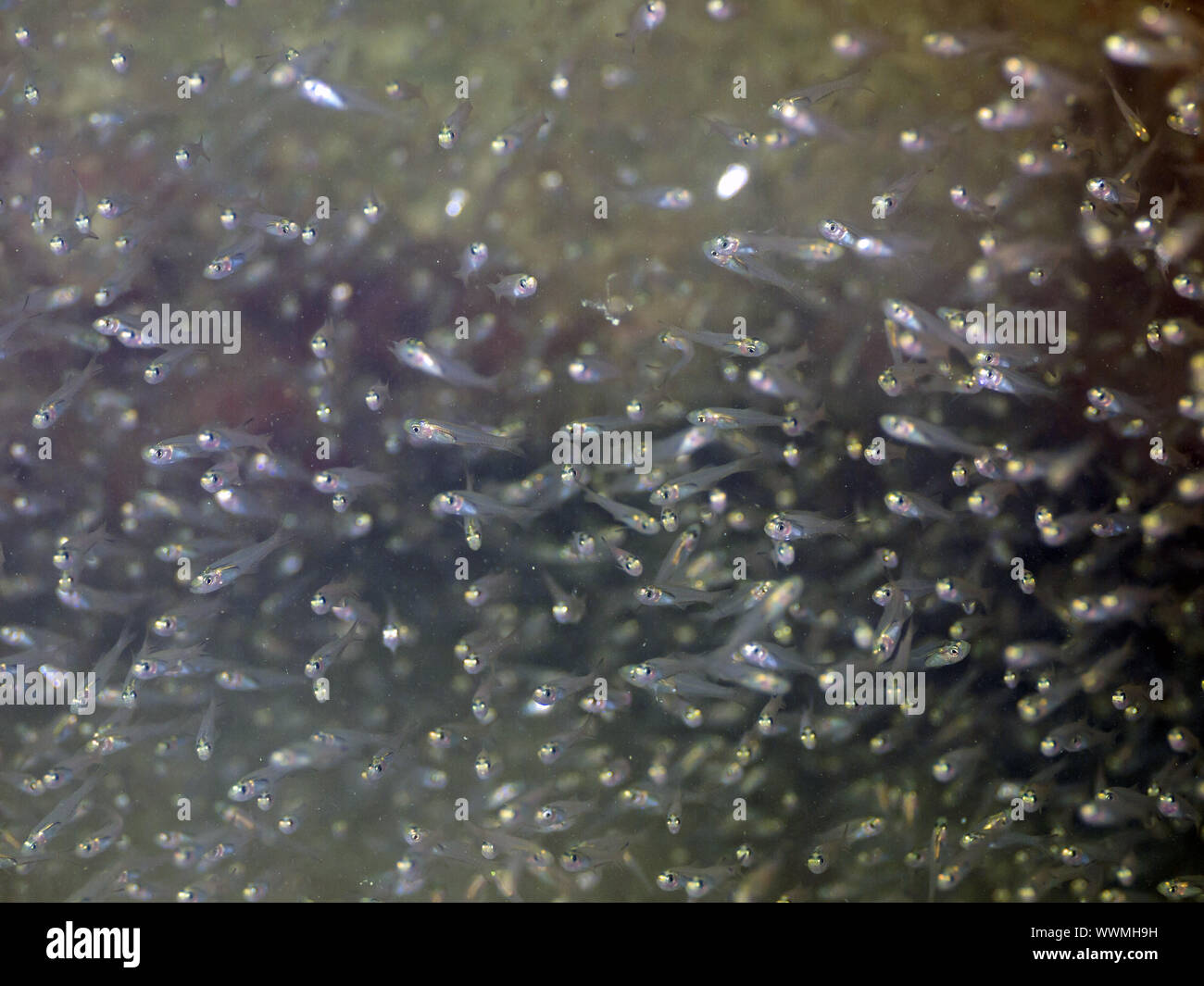 Glasfische Foto de stock