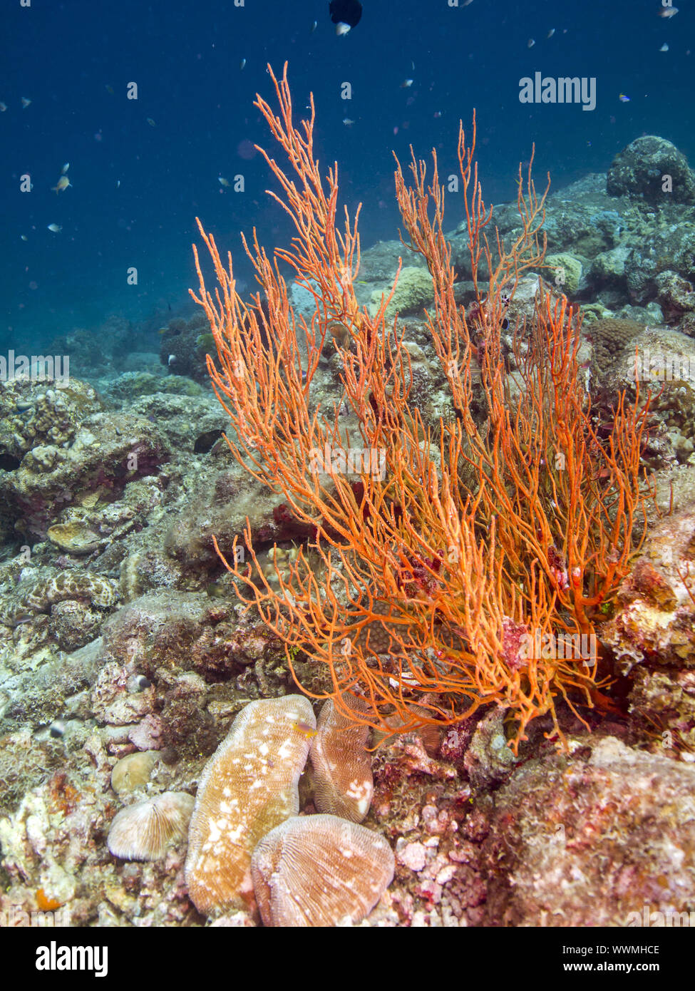 Korallen Foto de stock