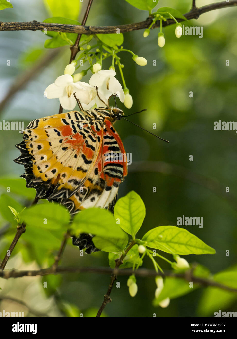 Leopard Crisopa (Cethosia cyane) Foto de stock