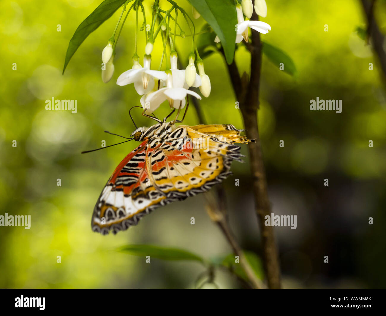 Leopard Crisopa (Cethosia cyane) Foto de stock