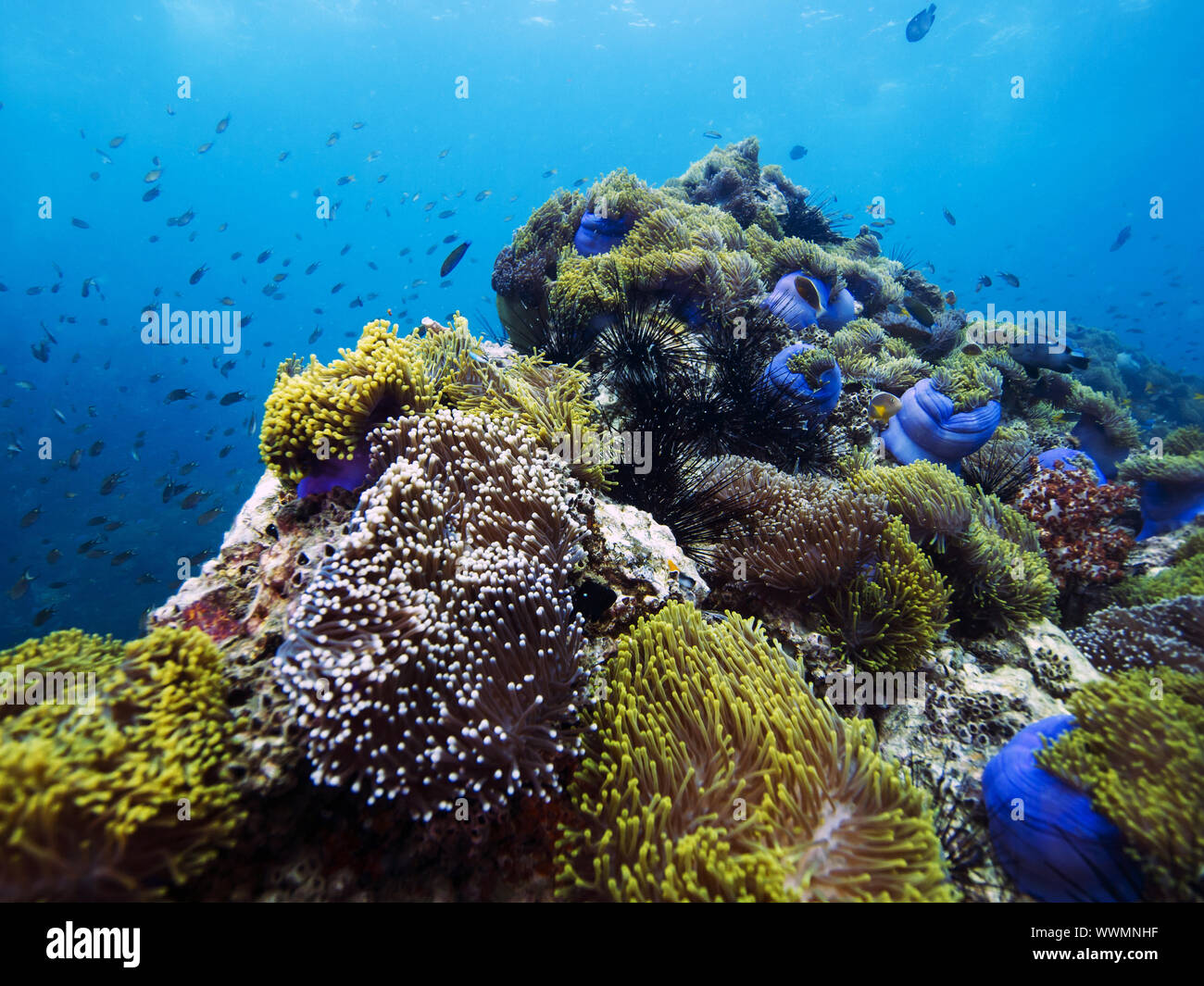 arrecife Foto de stock