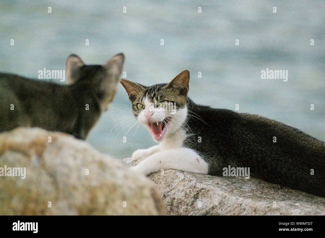 Polinizador límite Cooperación Un gato enojado Fotografía de stock - Alamy