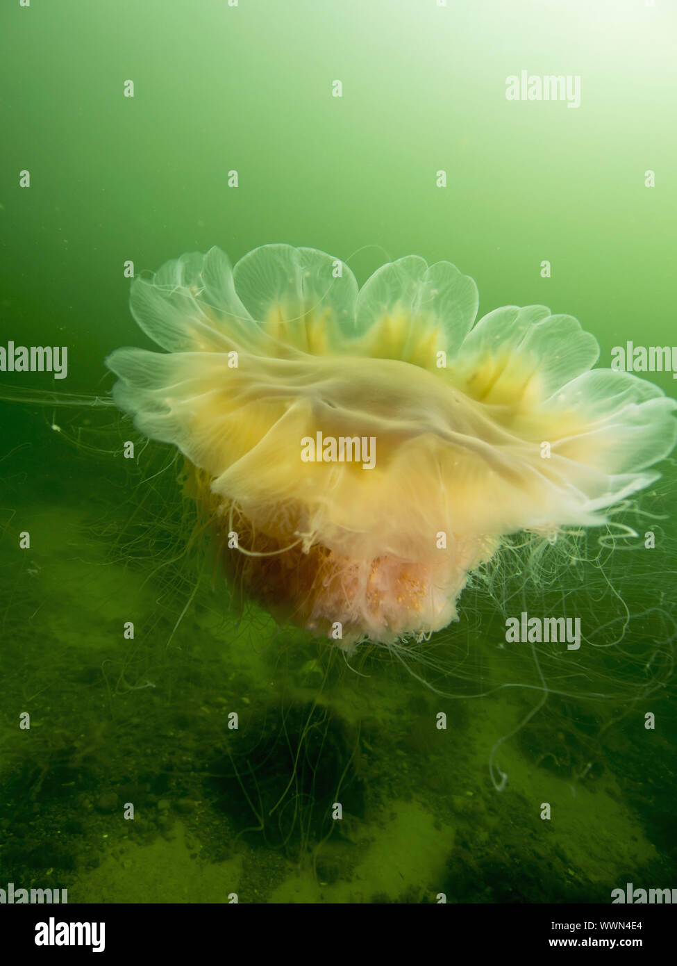 Lion's mane medusas Foto de stock