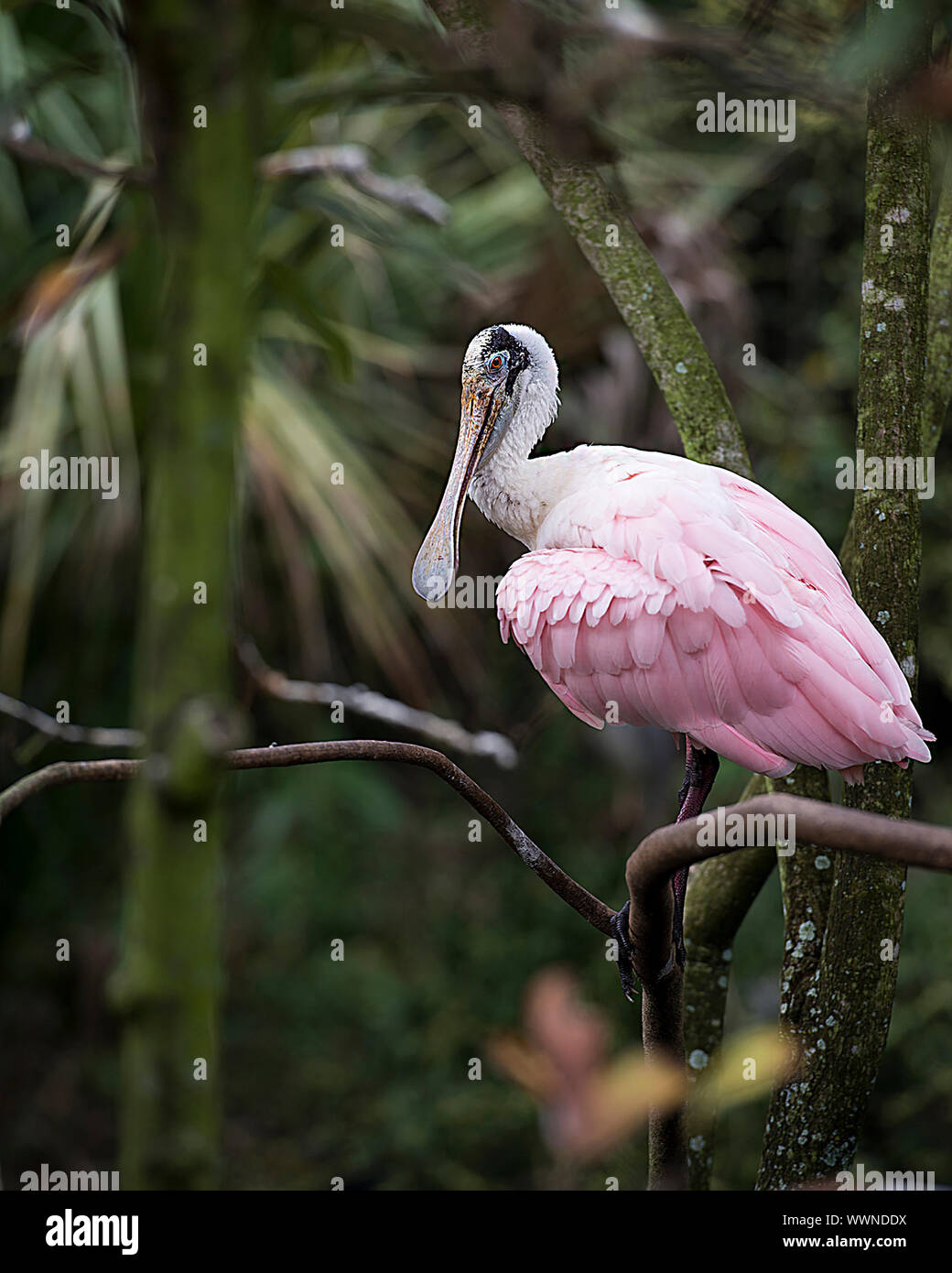 Espátula Rosada Bird Perch en una rama disfrutando de su entorno y el medio ambiente. Foto de stock