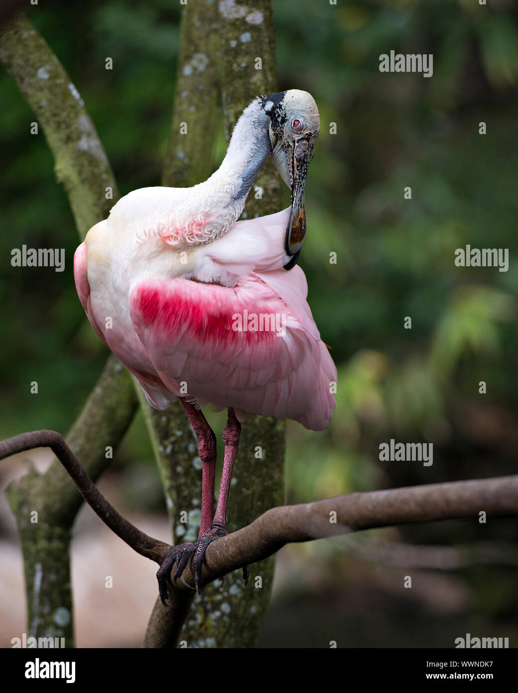 Espátula Rosada Bird Perch en una rama y disfrutar de su entorno y el medio ambiente. Foto de stock