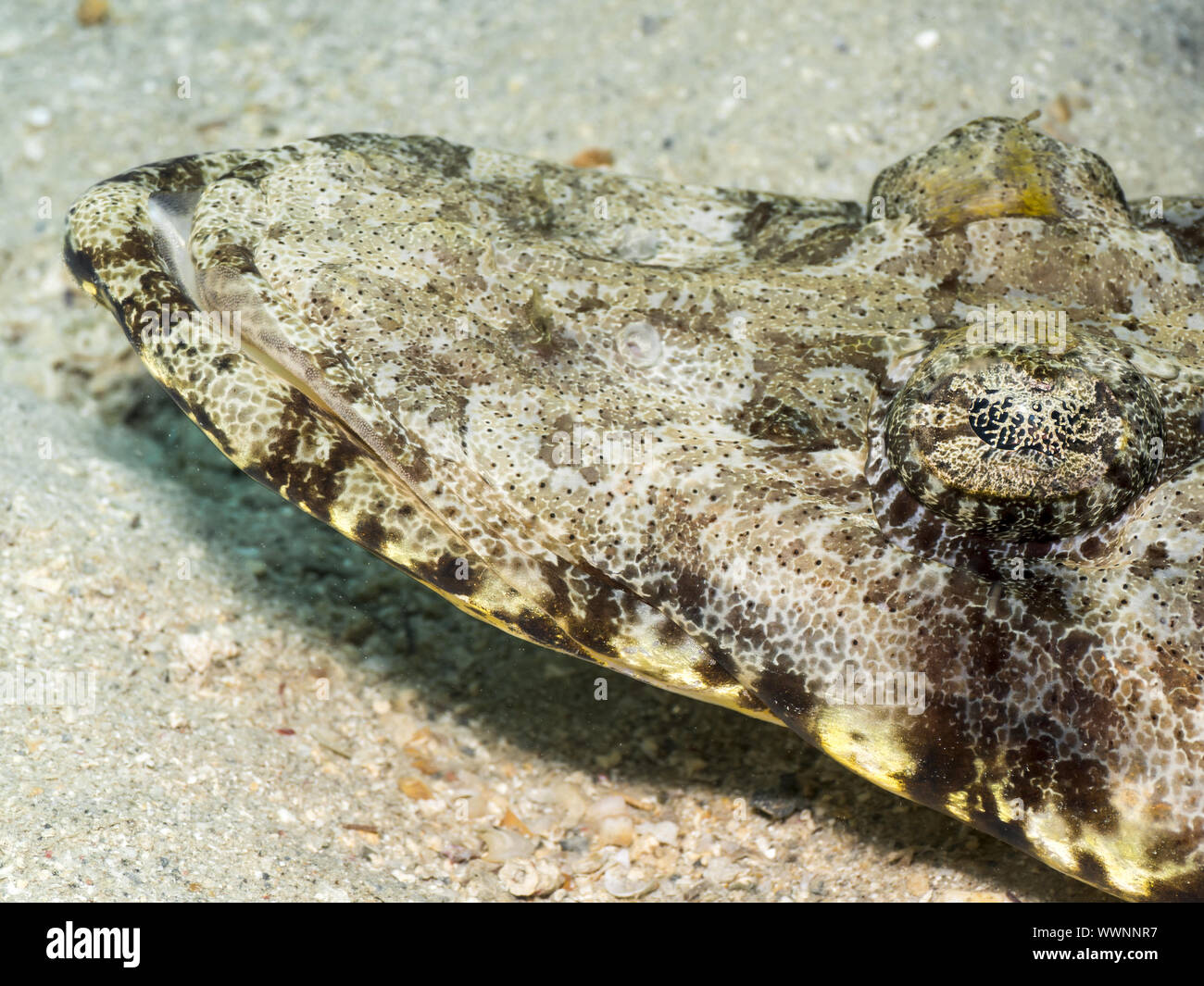 Tentáculos- (flathead Papilloculiceps longiceps) Foto de stock
