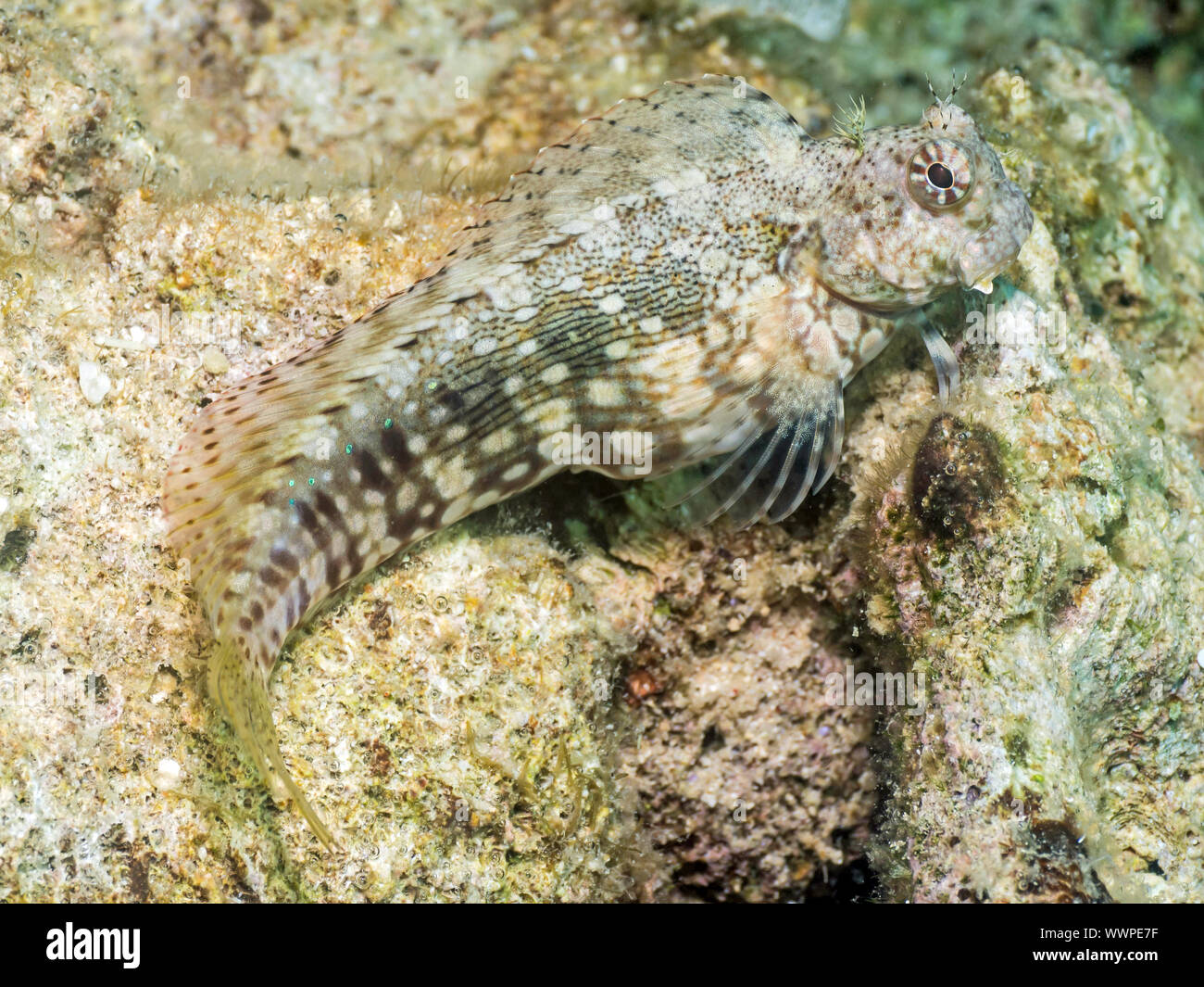 Blenny Foto de stock