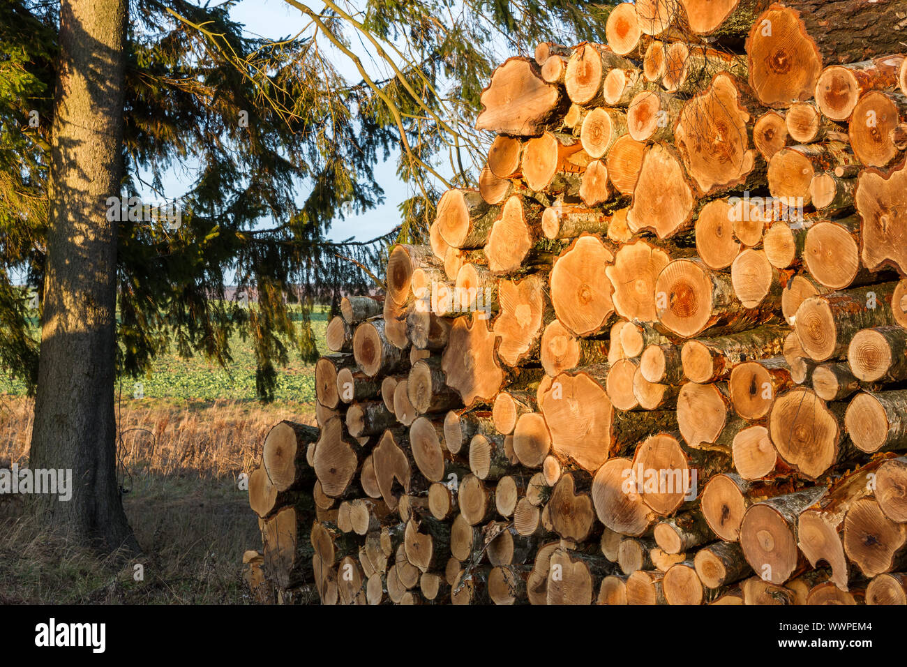 Recolección de madera postes de madera forestal Foto de stock