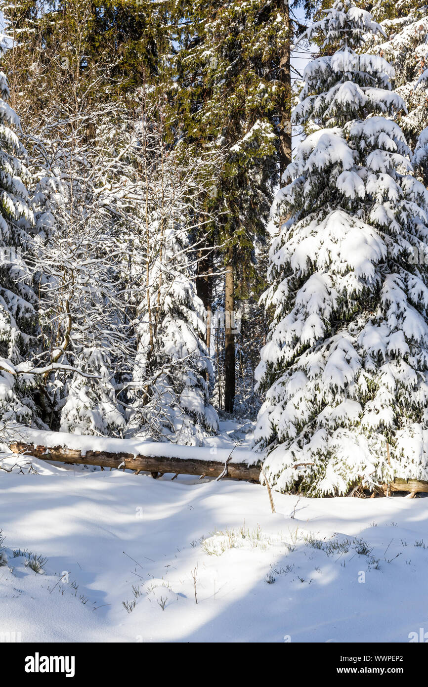 Bosques cubiertos de nieve. Foto de stock