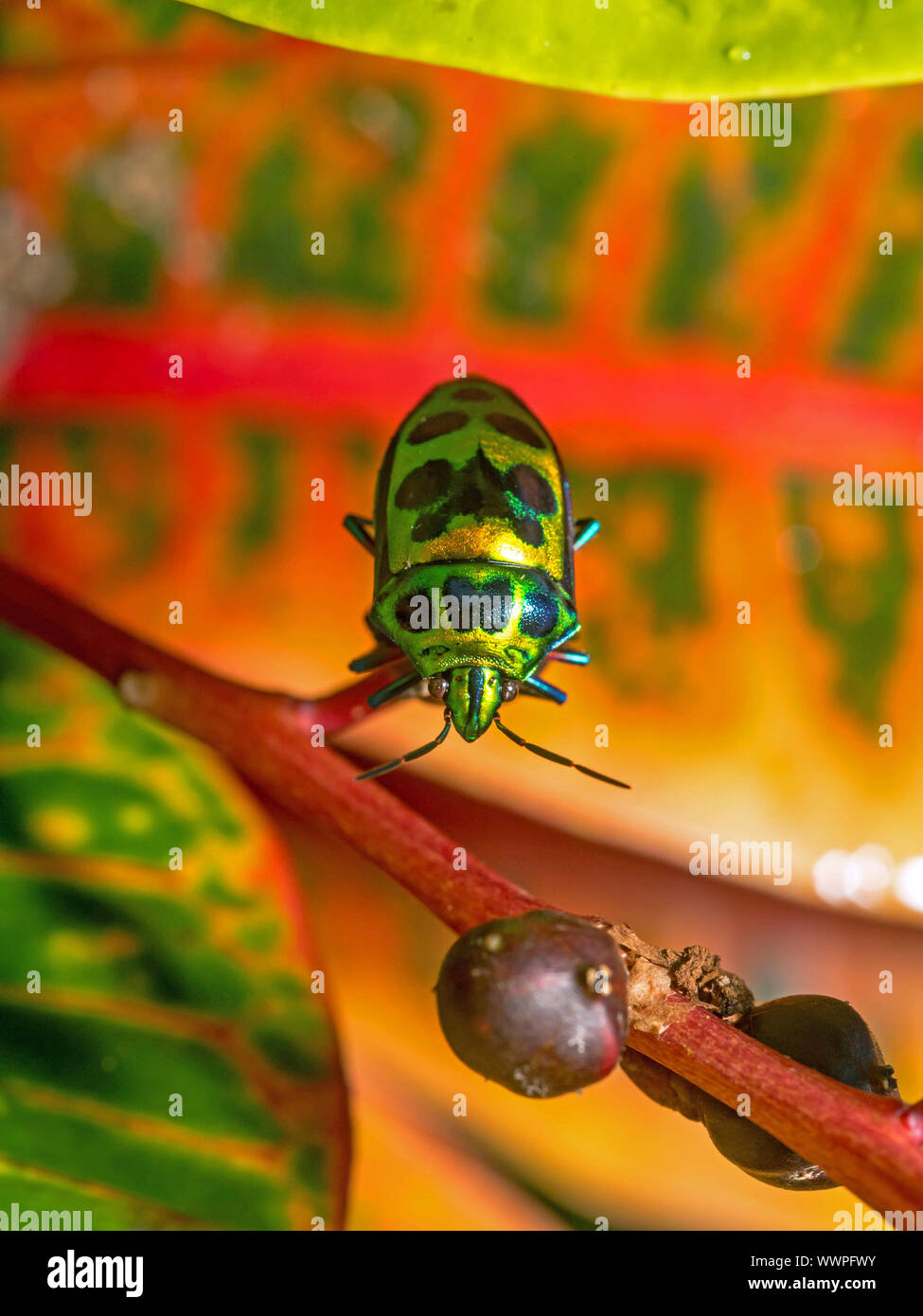 Bicho joya metalica fotografías e imágenes de alta resolución Alamy